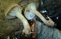 Lentinellus subaustralis