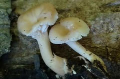 Lentinellus subaustralis