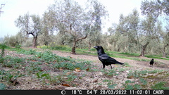 Corvus corax corax