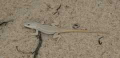 Sceloporus arenicolus