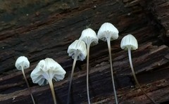 Mycena albiceps