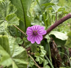 Malva sylvestris