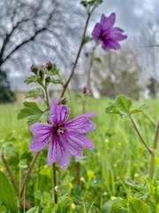 Malva sylvestris