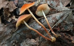 Marasmius sullivantii