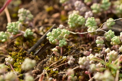Sedum pedicellatum