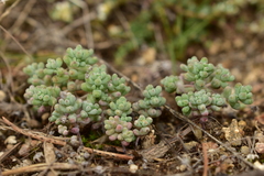 Sedum pedicellatum