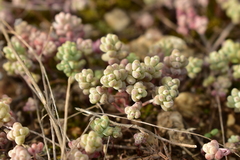 Sedum pedicellatum