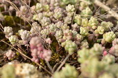 Sedum pedicellatum