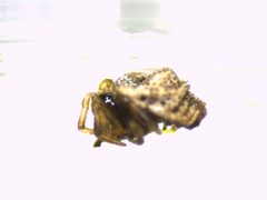 Phoroncidia paradoxa