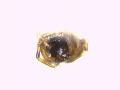 Phoroncidia paradoxa