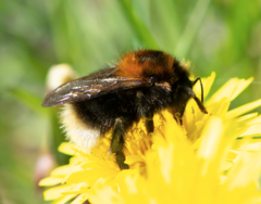 Bombus hypnorum