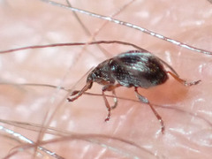 Kalcapion semivittatum