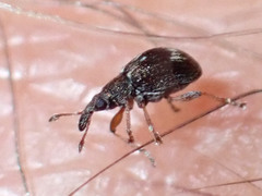 Kalcapion semivittatum