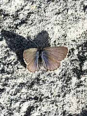 Zizina oxleyi