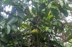 Coereba flaveola