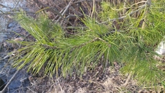 Pinus sylvestris