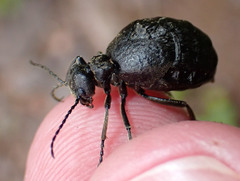 Meloe mediterraneus