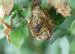 Cnephasia conspersana