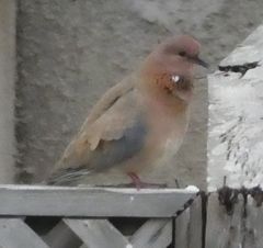 Streptopelia senegalensis