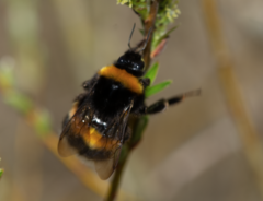Bombus terrestris