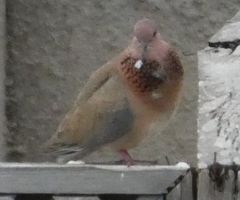 Streptopelia senegalensis