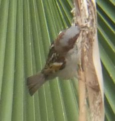 Passer domesticus