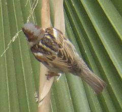 Passer domesticus