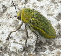 Julodis ehrenbergii