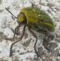 Julodis ehrenbergii