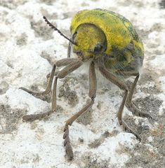 Julodis ehrenbergii