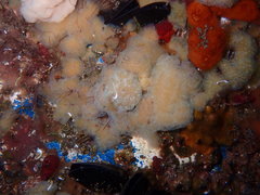 Aplidium glabrum