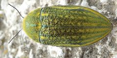 Julodis ehrenbergii