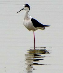 Himantopus himantopus