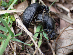 Meloe mediterraneus