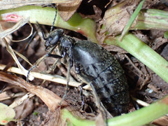 Meloe mediterraneus