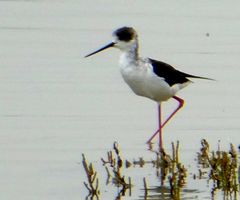 Himantopus himantopus