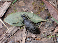 Meloe mediterraneus
