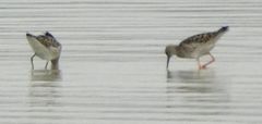 Calidris pugnax