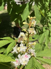 Apis mellifera
