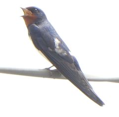 Hirundo rustica
