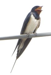 Hirundo rustica