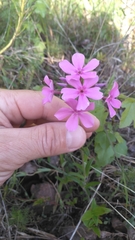 Phlox amoena