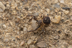 Pycnaxis