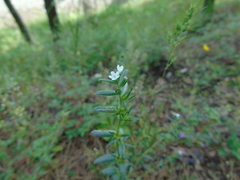 Buglossoides arvensis arvensis