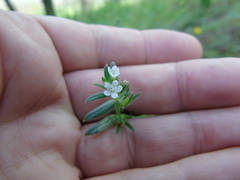 Buglossoides arvensis arvensis