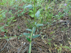 Buglossoides arvensis arvensis