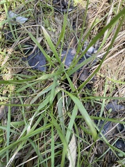 Oryzopsis asperifolia