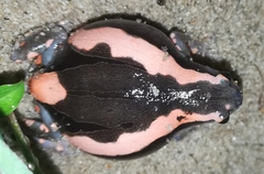 Phrynomantis bifasciatus