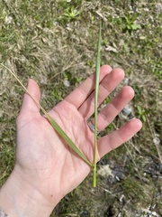 Oryzopsis asperifolia