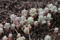 Sedum pedicellatum